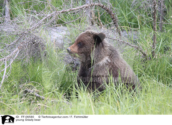 young Grizzly bear / FF-06580