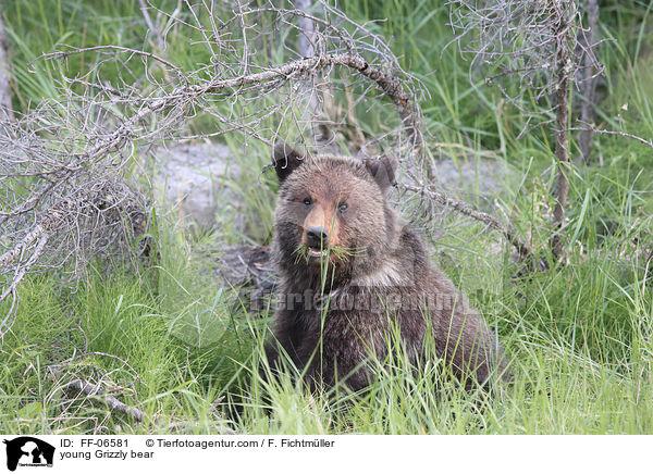 young Grizzly bear / FF-06581