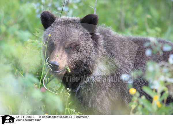young Grizzly bear / FF-06582