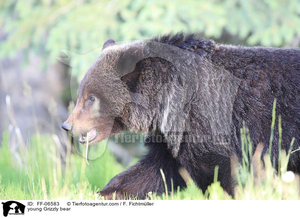 young Grizzly bear / FF-06583