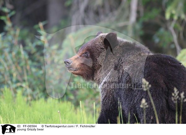 young Grizzly bear / FF-06584