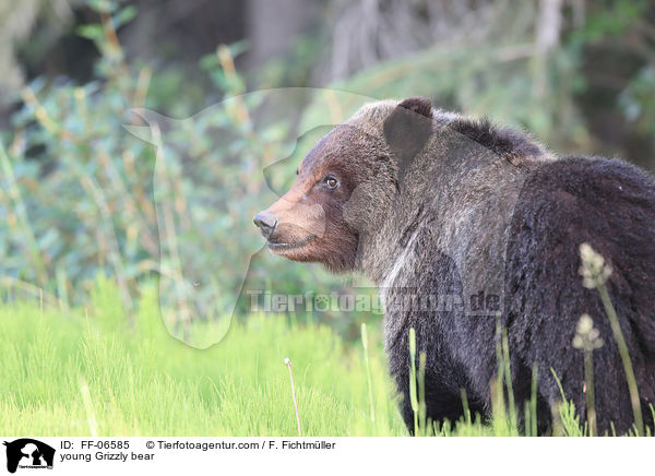 young Grizzly bear / FF-06585