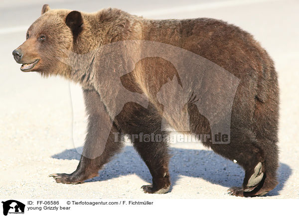 young Grizzly bear / FF-06586