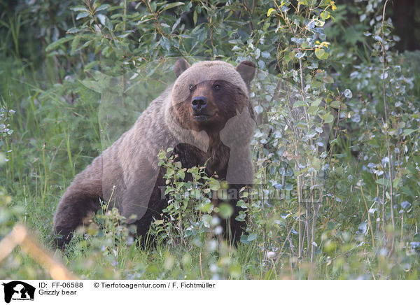 Grizzly bear / FF-06588
