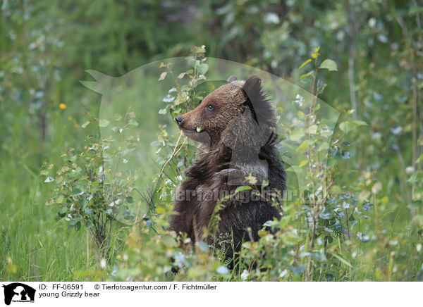 young Grizzly bear / FF-06591