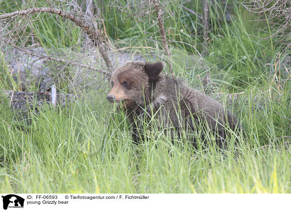 young Grizzly bear / FF-06593
