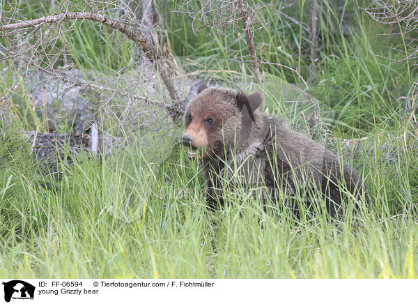 young Grizzly bear / FF-06594