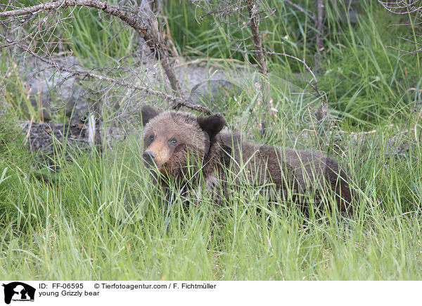 young Grizzly bear / FF-06595