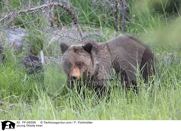 young Grizzly bear / FF-06596