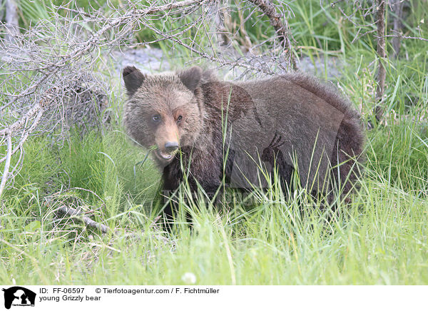 young Grizzly bear / FF-06597