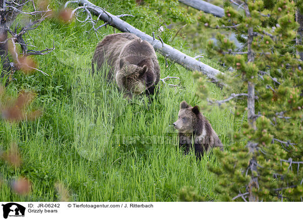 Grizzly bears / JR-06242