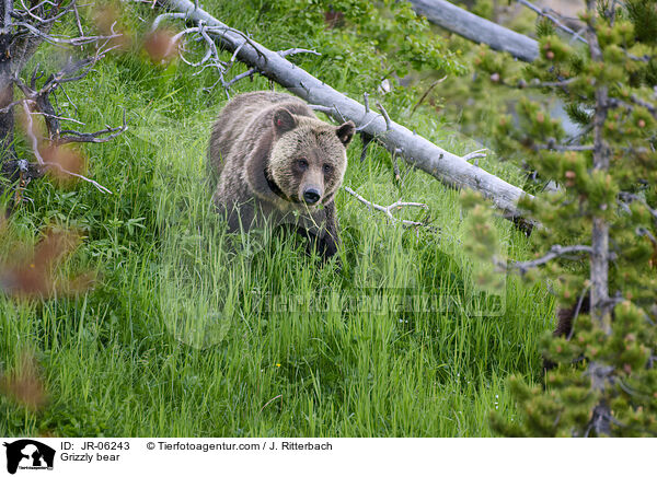 Grizzly bear / JR-06243