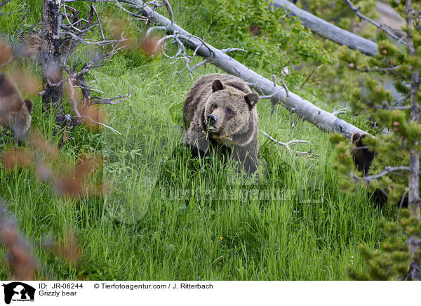 Grizzly bear / JR-06244