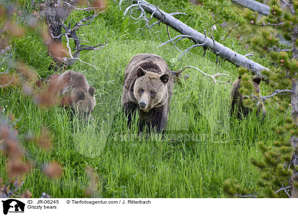 Grizzly bears / JR-06245