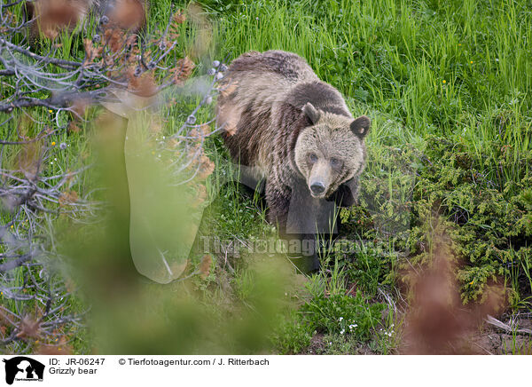 Grizzly bear / JR-06247