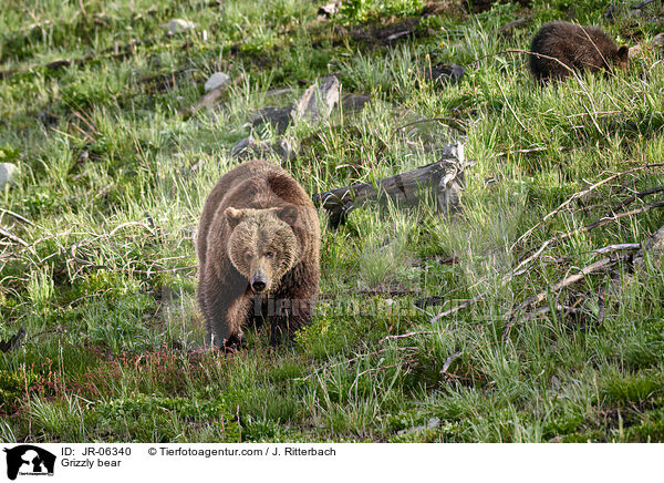 Grizzly bear / JR-06340