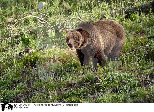 Grizzly bear / JR-06341