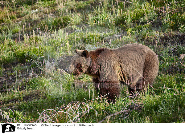 Grizzly bear / JR-06345