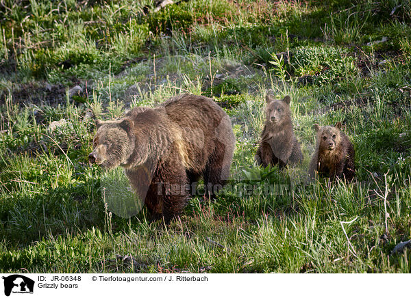Grizzly bears / JR-06348