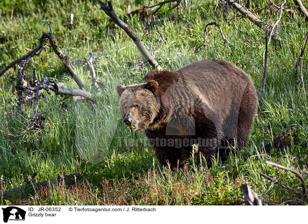 Grizzly bear / JR-06352
