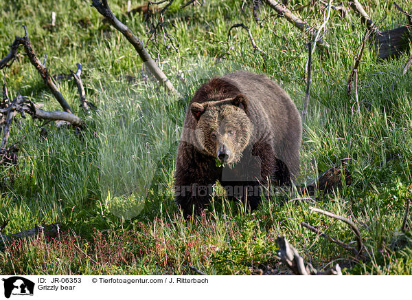 Grizzly bear / JR-06353