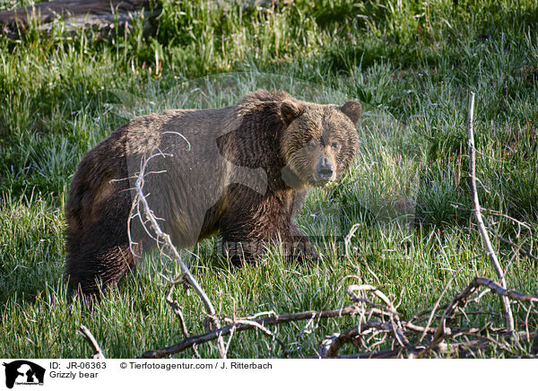 Grizzly bear / JR-06363