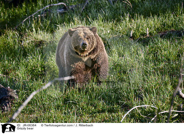 Grizzly bear / JR-06364