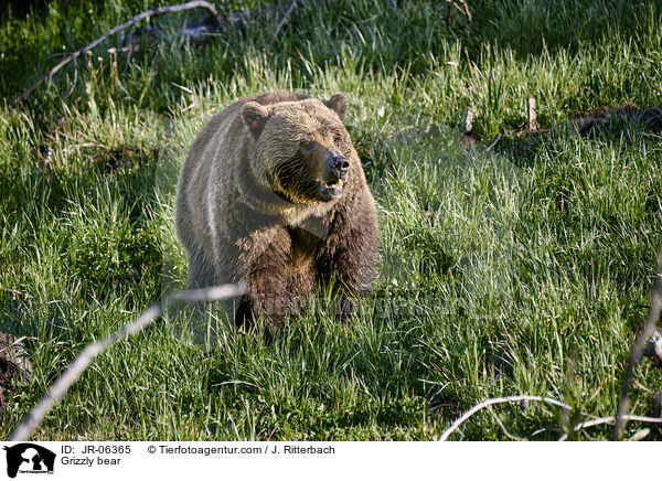 Grizzlybr / Grizzly bear / JR-06365
