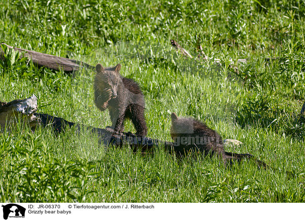 Grizzly bear babys / JR-06370