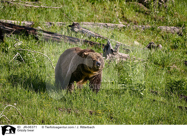 Grizzly bear / JR-06371
