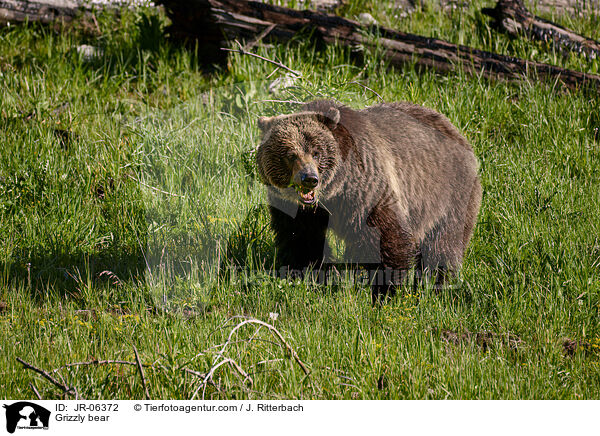 Grizzly bear / JR-06372