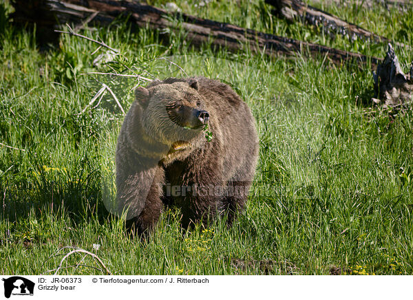 Grizzly bear / JR-06373