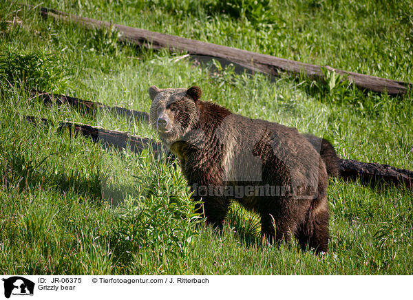 Grizzly bear / JR-06375
