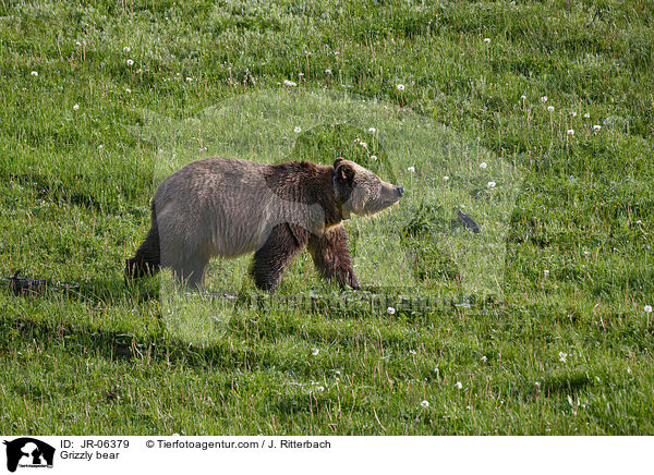 Grizzly bear / JR-06379