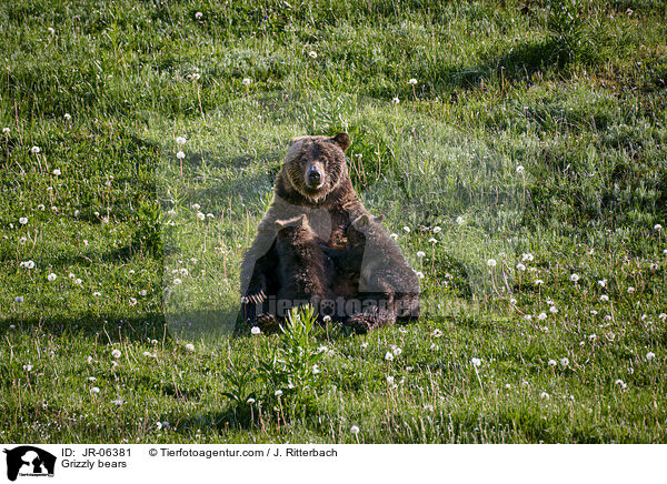 Grizzlybren / Grizzly bears / JR-06381
