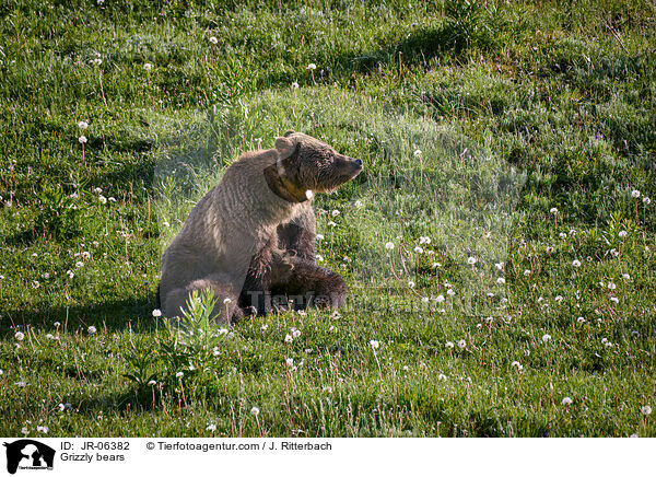 Grizzly bears / JR-06382