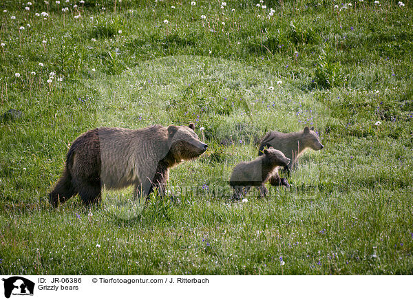 Grizzly bears / JR-06386