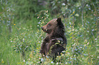 young Grizzly bear