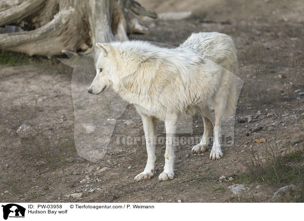 Hudson Bay wolf / PW-03958