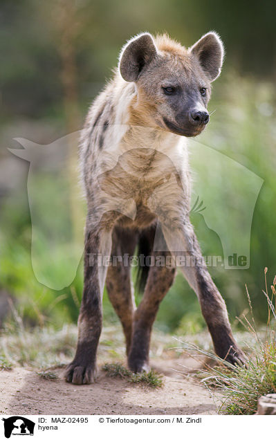 hyena / MAZ-02495