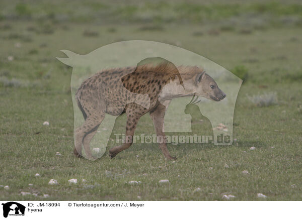 hyena / JM-18094