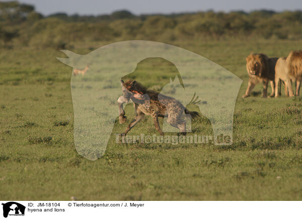 hyena and lions / JM-18104