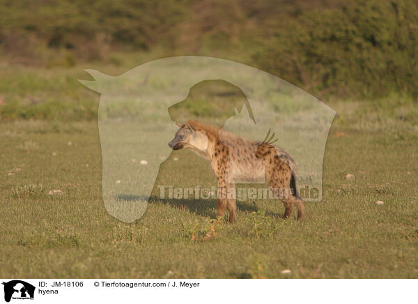hyena / JM-18106