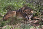 Iberian wolf