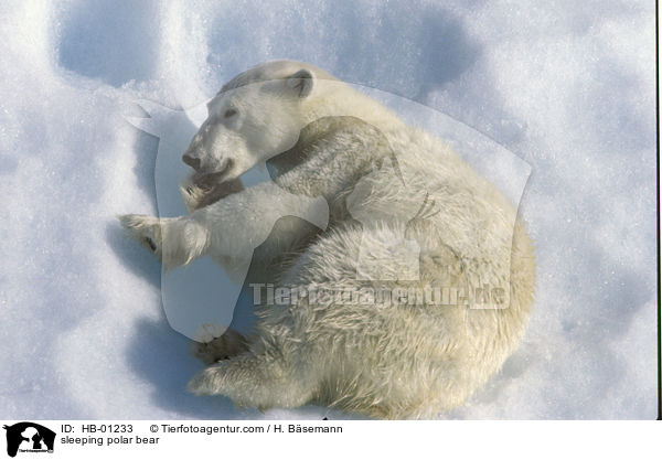 sleeping polar bear / HB-01233