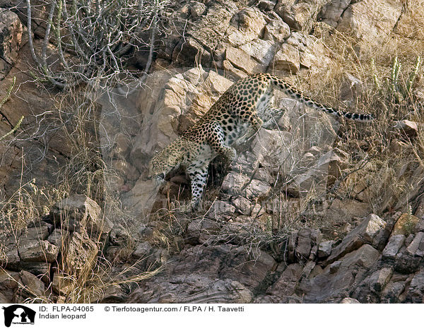 Indian leopard / FLPA-04065