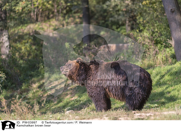 Kamchatkan brown bear / PW-03997