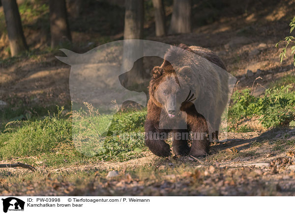 Kamchatkan brown bear / PW-03998