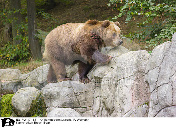 Kamtschatkabr / Kamchatkan Brown Bear / PW-17483