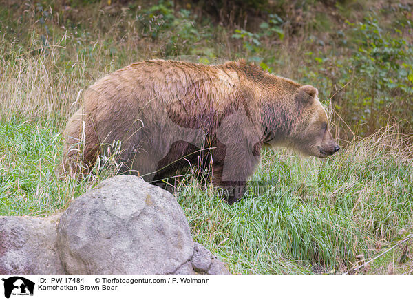 Kamchatkan Brown Bear / PW-17484